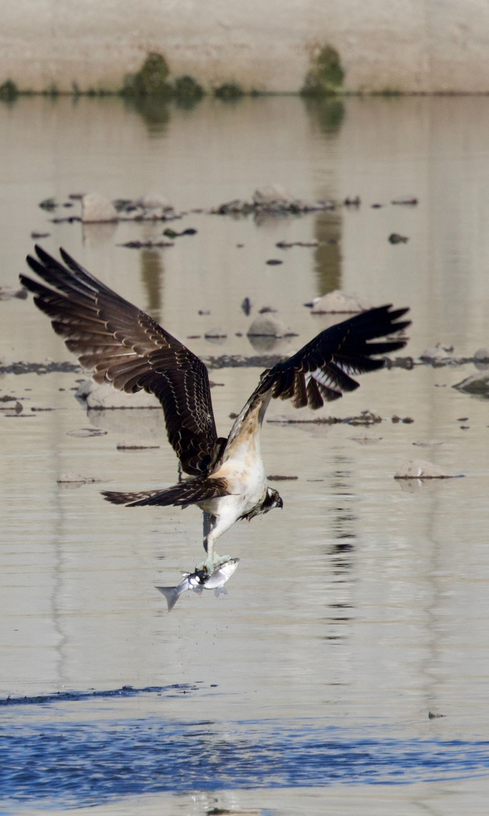 Kastamonu'nun Ilçesinde Avlanan Balık Kartalları Görüntülendi 8