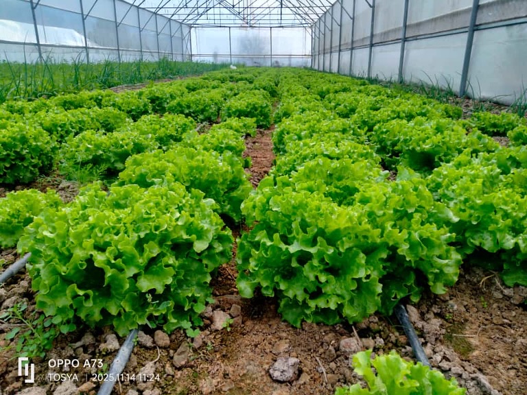 Kastamonu'nun Ilçesindeki Seralarda Denetim Yapıldı 3