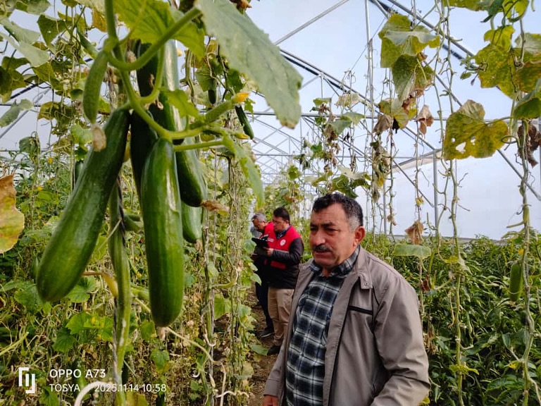Kastamonu'nun Ilçesindeki Seralarda Denetim Yapıldı 5