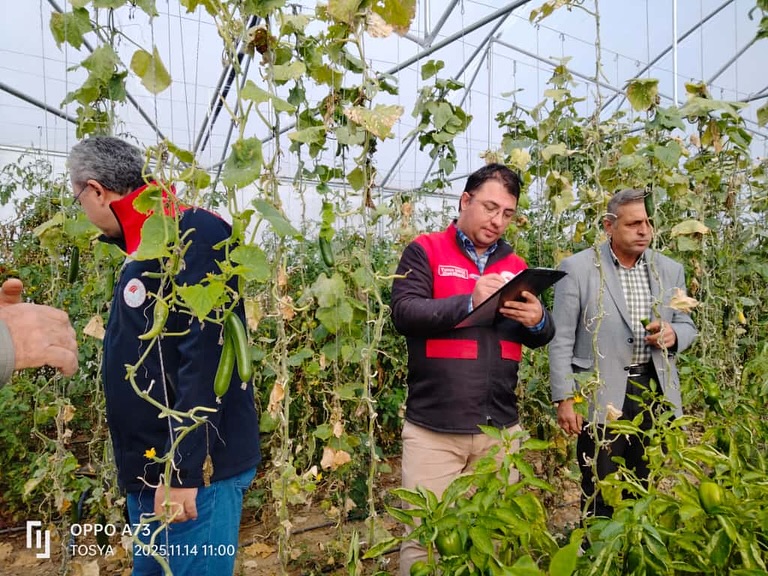 Kastamonu'nun Ilçesindeki Seralarda Denetim Yapıldı 6