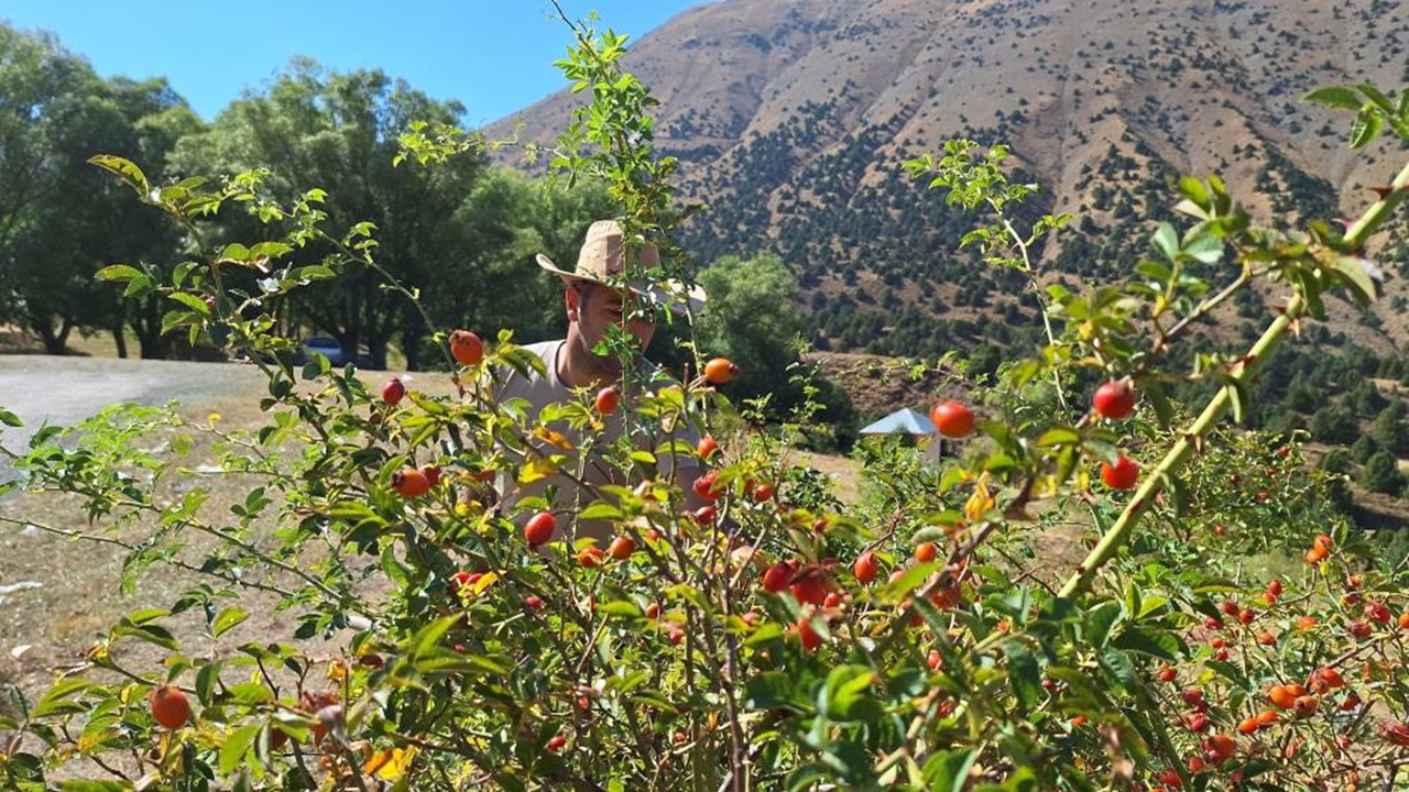 Kuşburnu Marmelat (1)