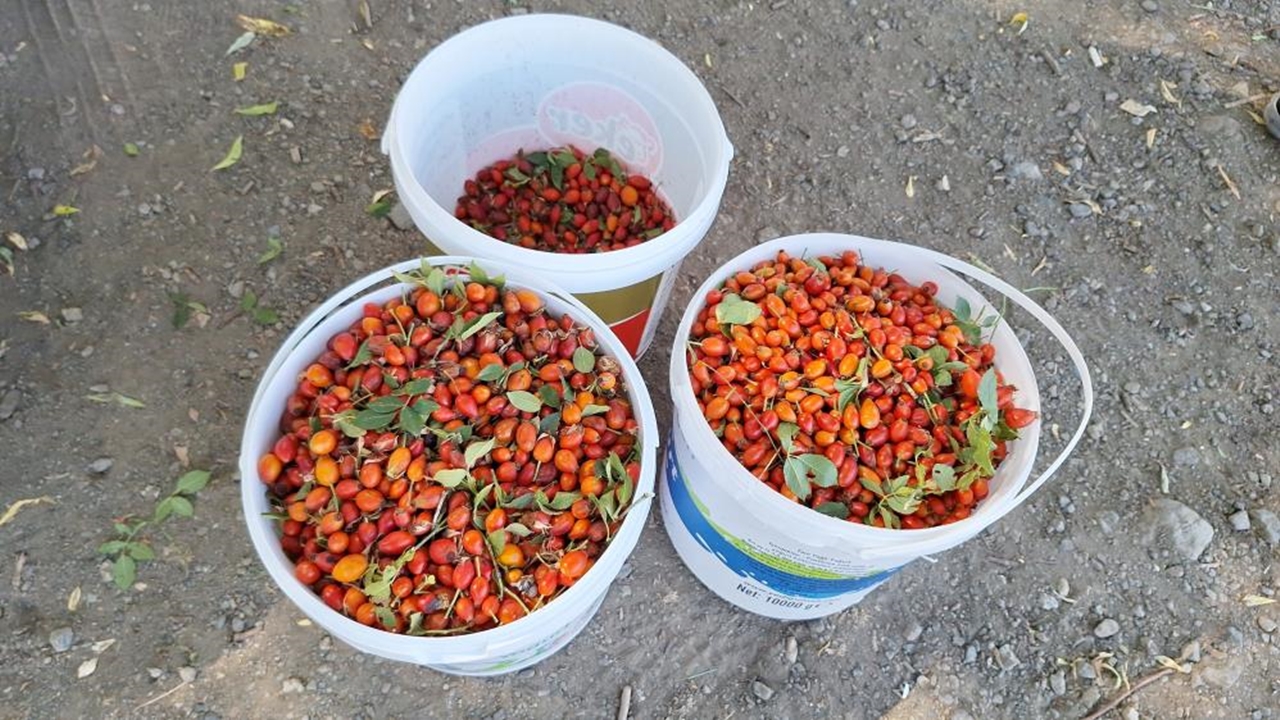 Kuşburnu Marmelat (2)