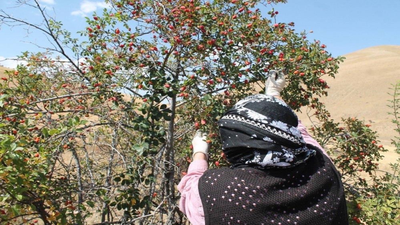 Kuşburnu Marmelat (3)