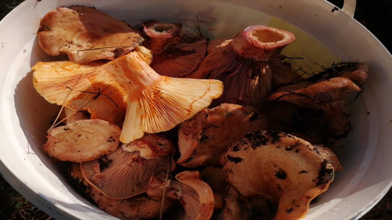 Mantar Uyarısı Manisa (3)