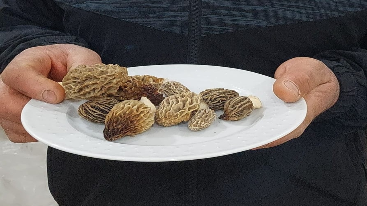 Mantar Uyarısı Manisa (4)