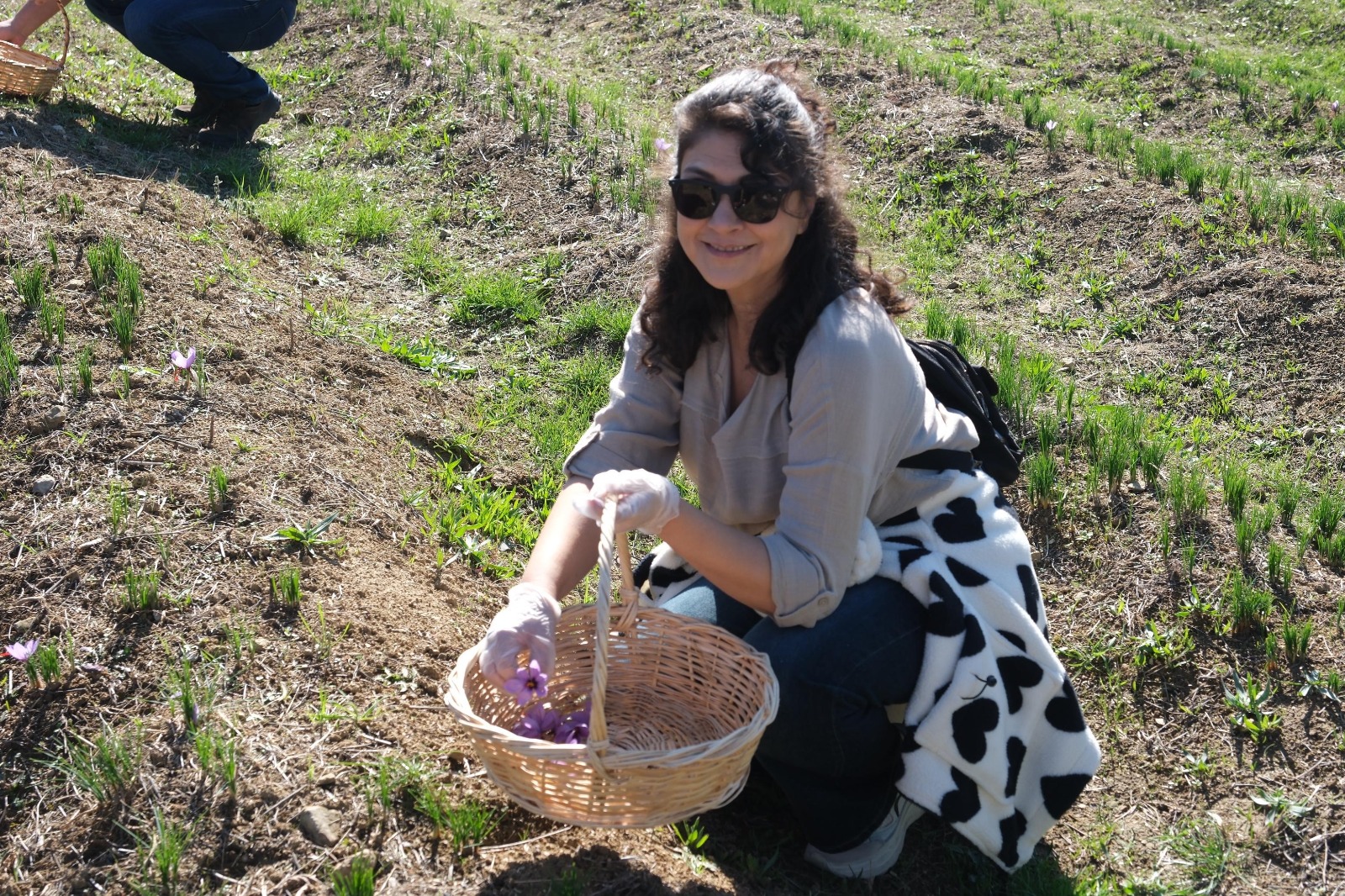 Safranbolu’da 6 Asırlık Safran Bitkisi Katılımcılarla Buluştu 3