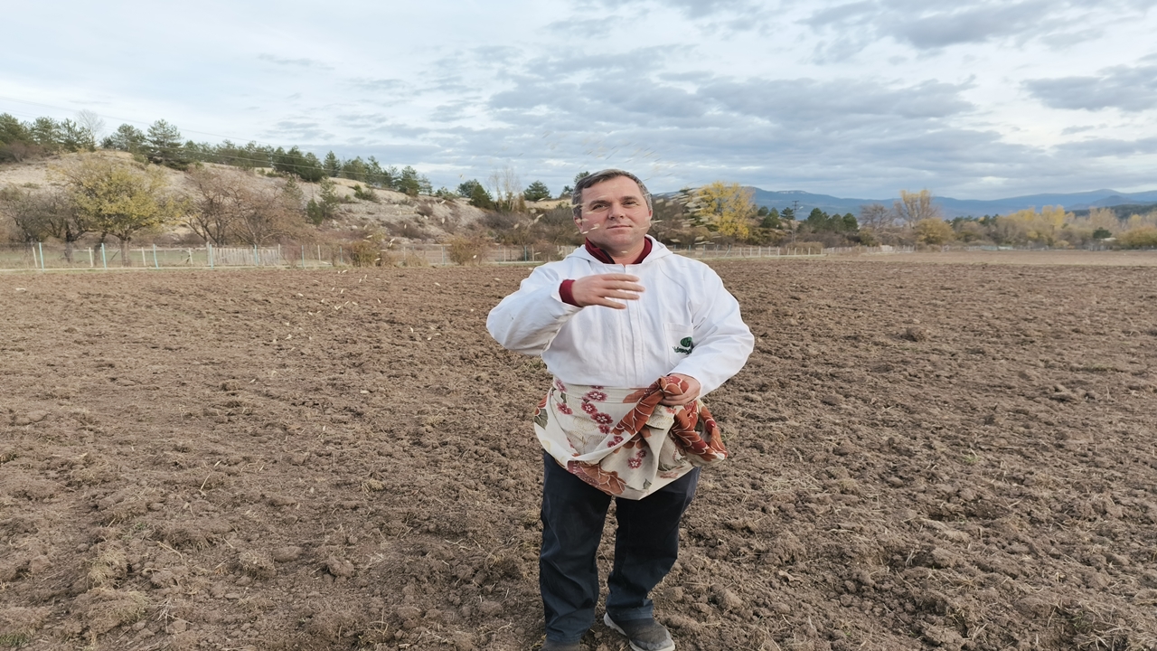 Siyez Buğdayı Ekime Başladı (2)