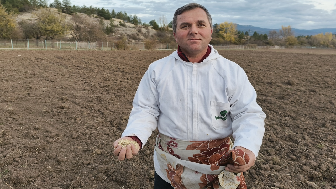 Siyez Buğdayı Ekime Başladı (4)