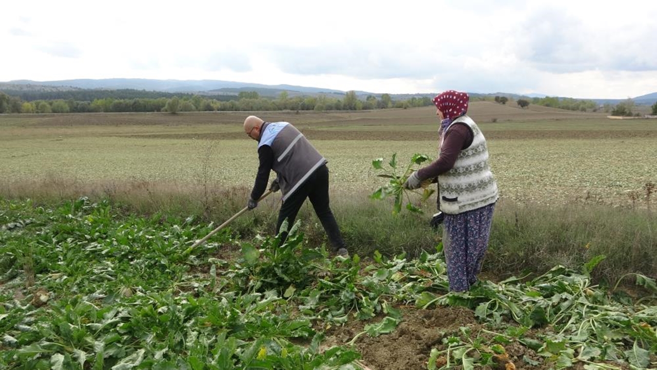 Taşköprü, Devrekani Ve Seydiler Pancar (2)