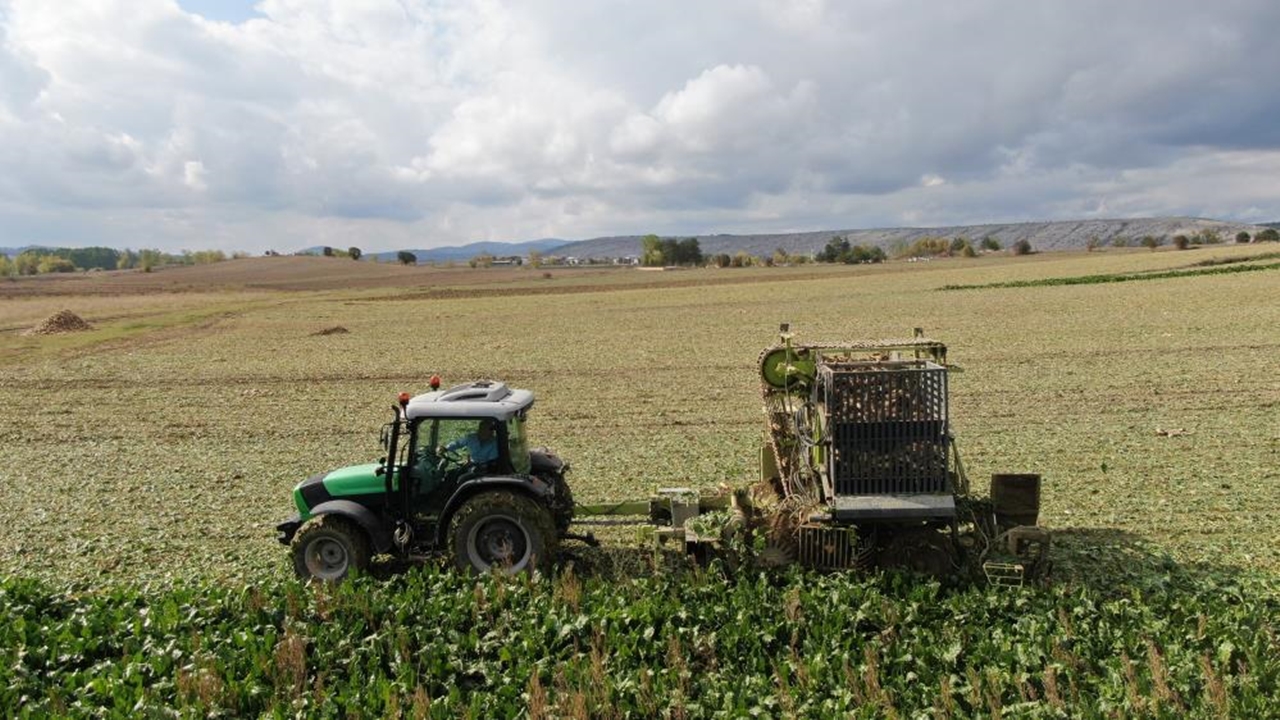 Taşköprü, Devrekani Ve Seydiler Pancar (3)