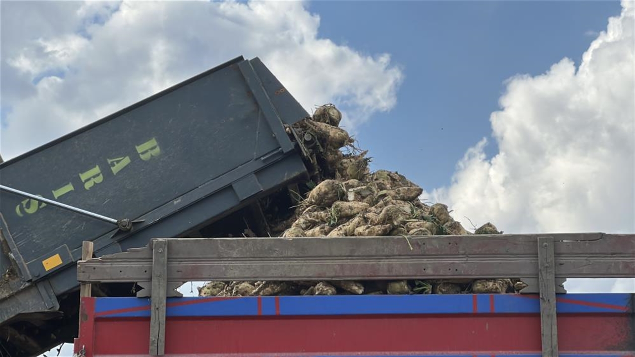 Taşköprü, Devrekani Ve Seydiler Pancar (6)