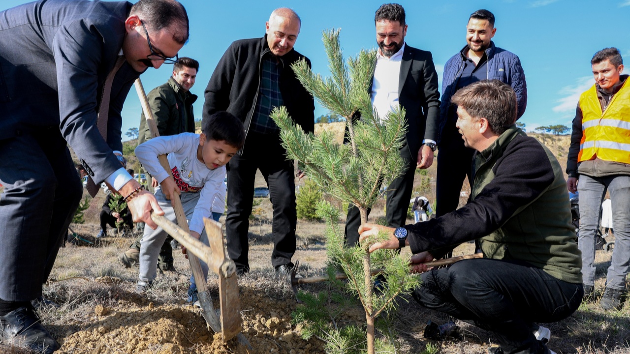 Taşköprü Fidan Dikim Karaçam (10)