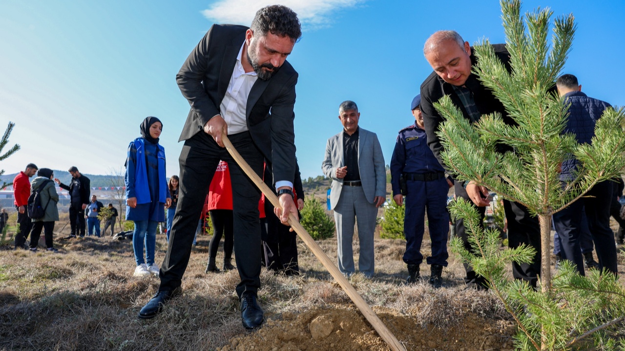 Taşköprü Fidan Dikim Karaçam (12)