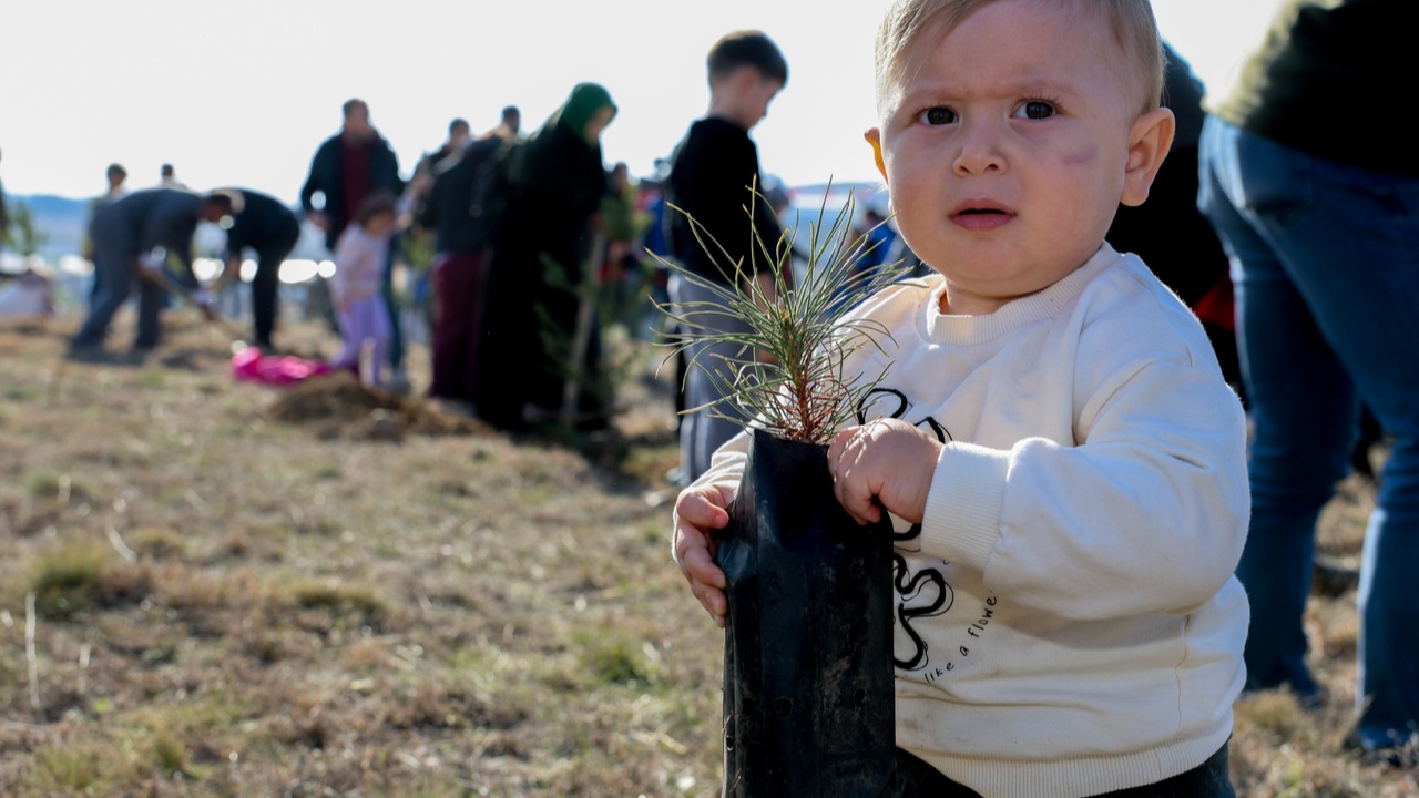 Taşköprü Fidan Dikim Karaçam (13)