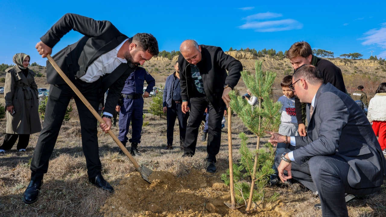 Taşköprü Fidan Dikim Karaçam (15)