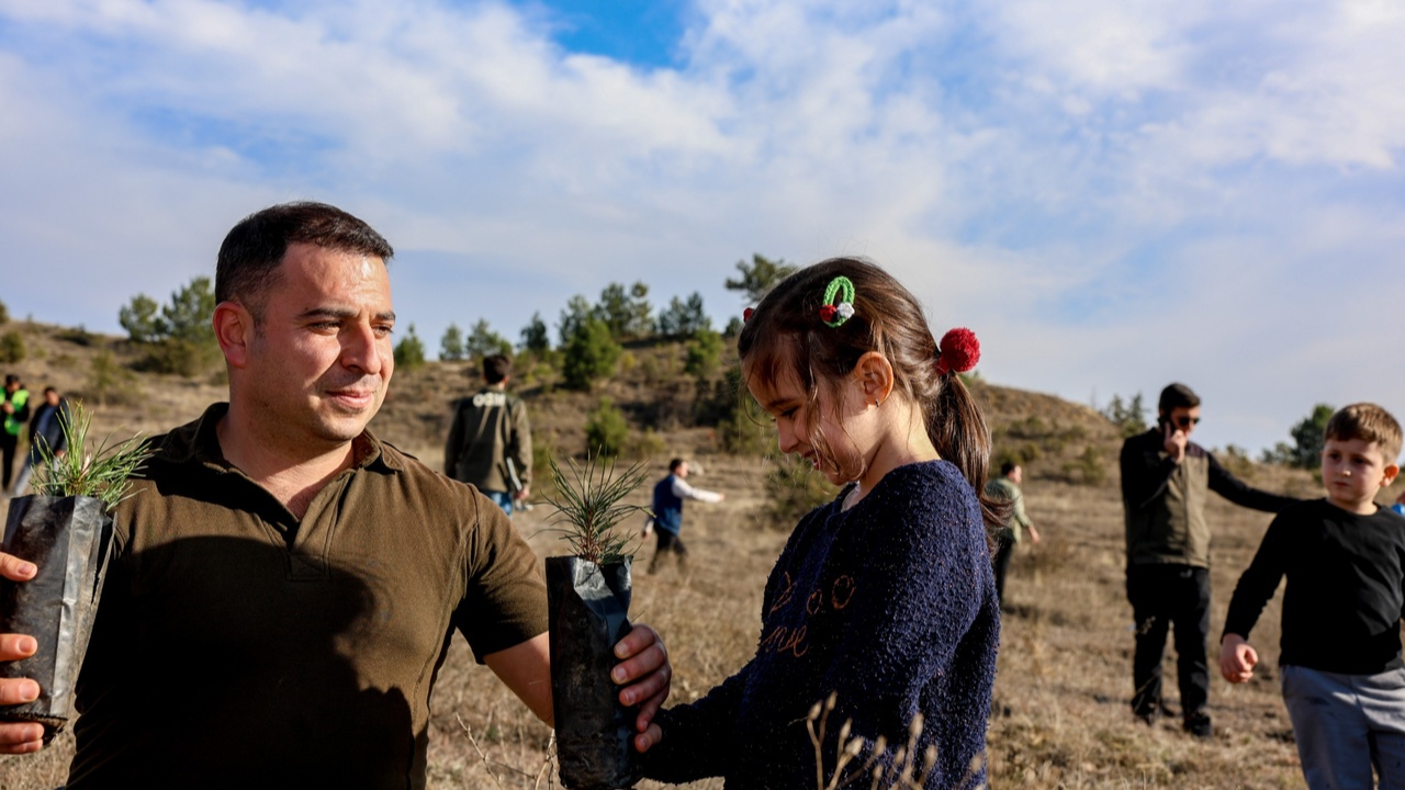 Taşköprü Fidan Dikim Karaçam (2)