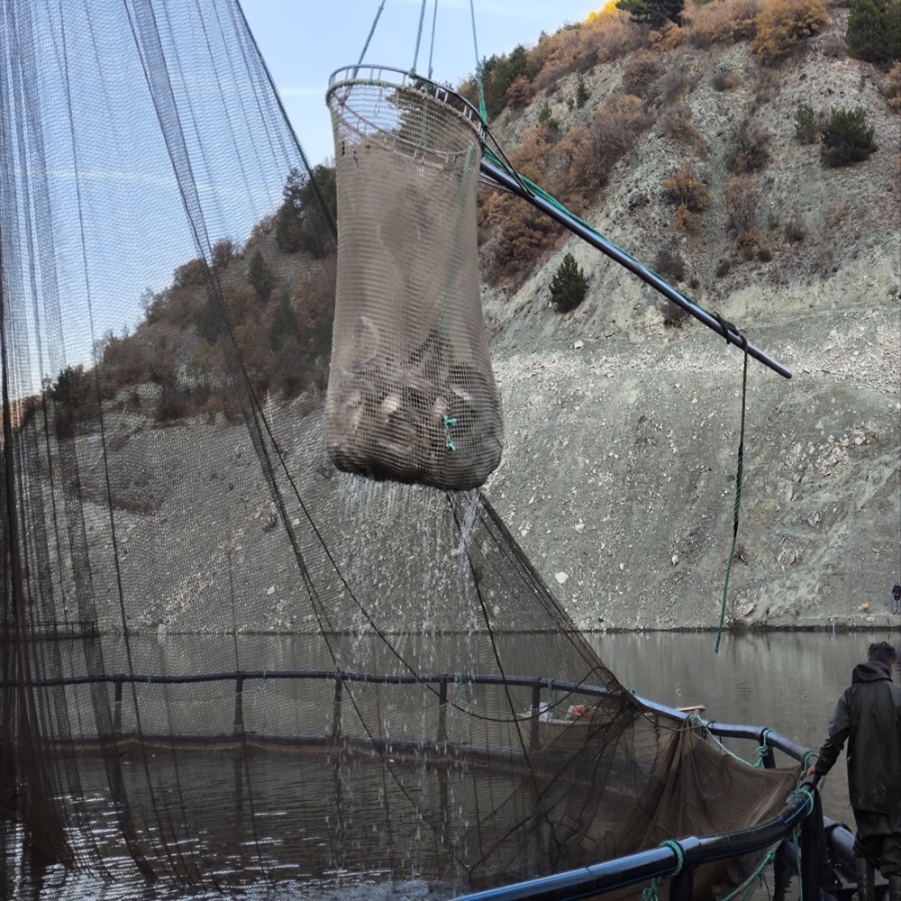 Taşköprü Karaderi Somon (2)