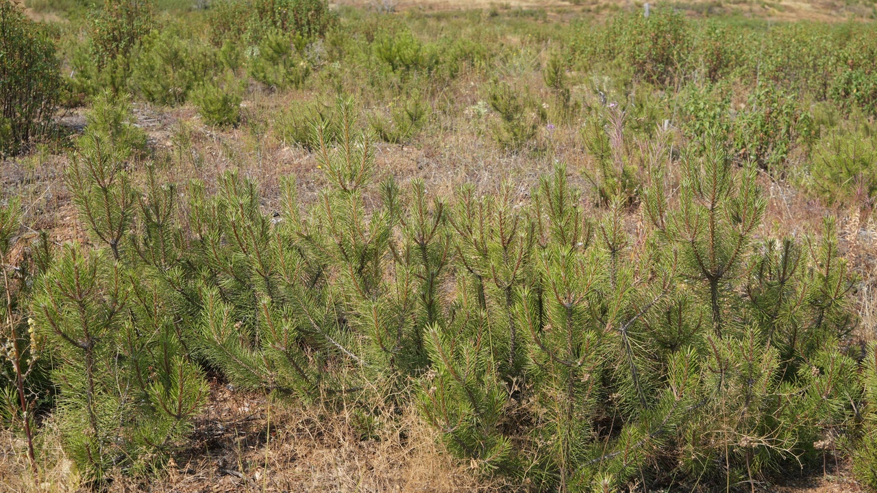 Taşköprü Orman Yeşillendirme (10)