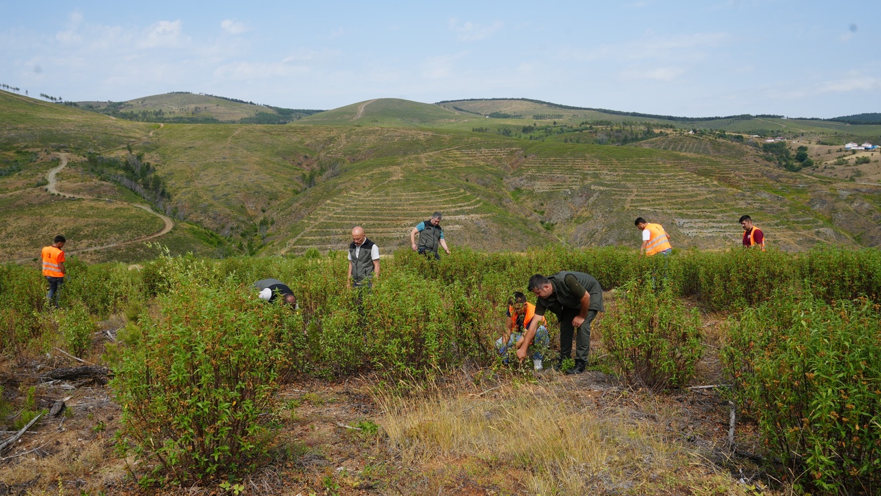 Taşköprü Orman Yeşillendirme (2)