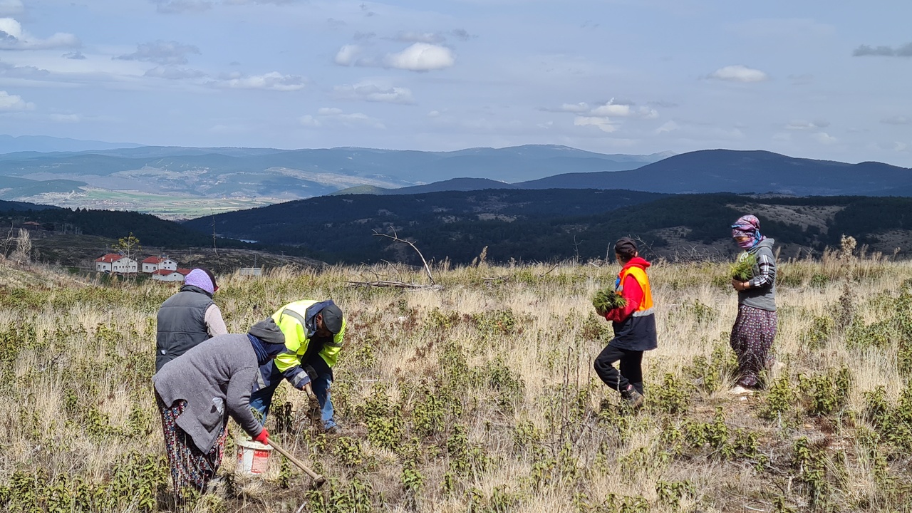 Taşköprü Orman Yeşillendirme (3)