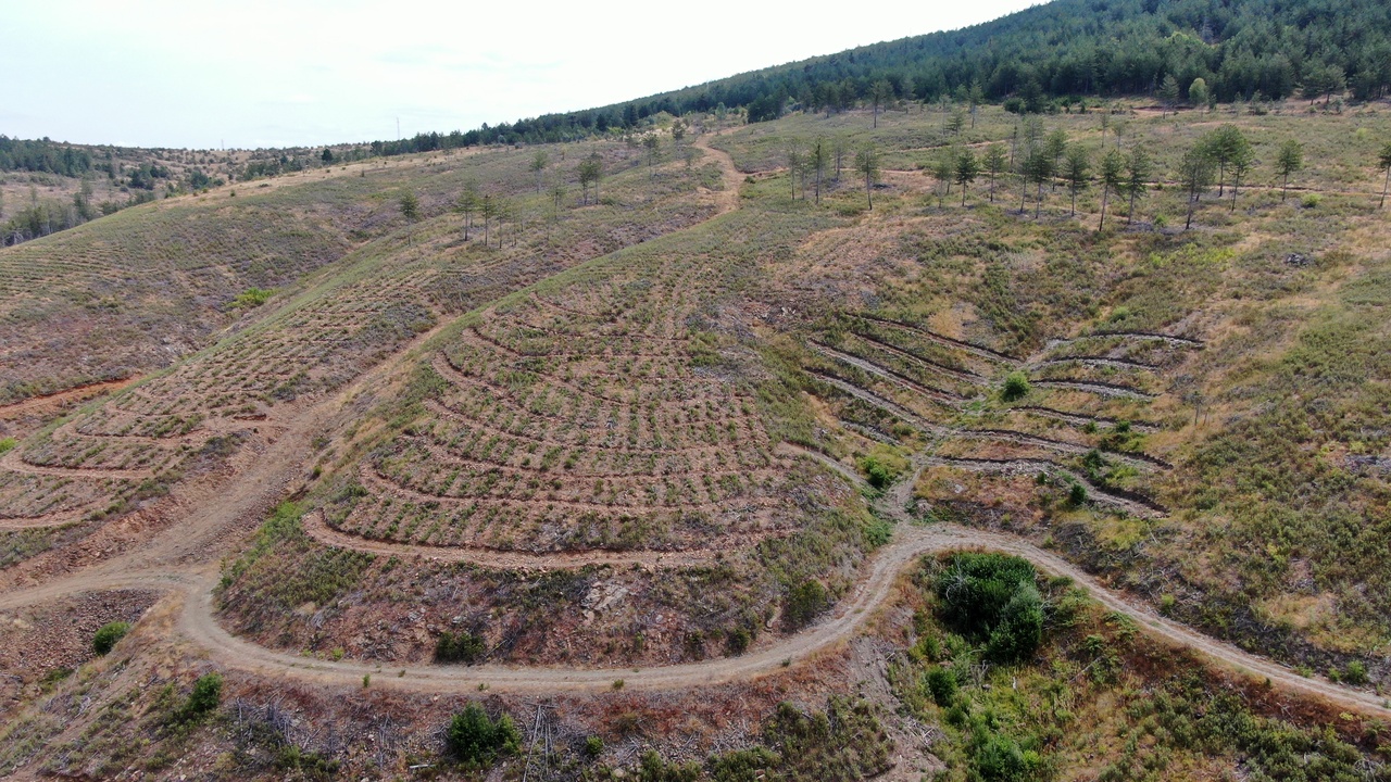 Taşköprü Orman Yeşillendirme (5)