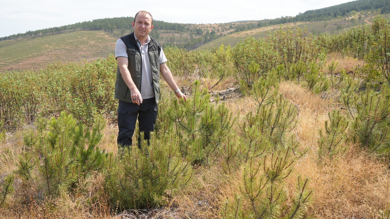 Taşköprü Orman Yeşillendirme (7)