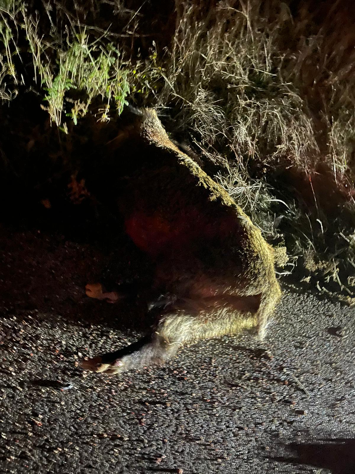 Taşköprü'de Feci Kaza Araç Domuzlara Çarptı! 12