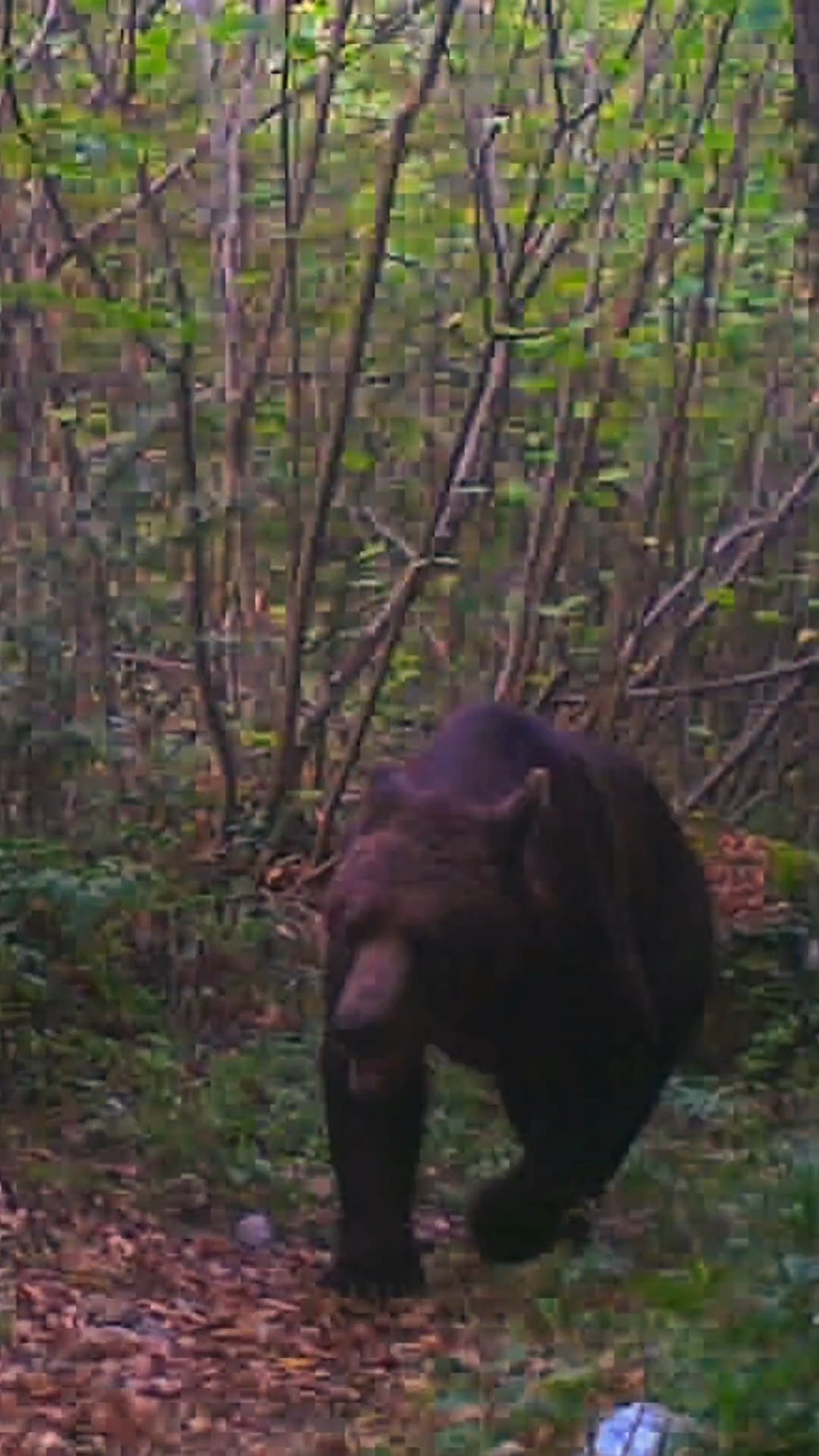 Yaban Hayvanları Küre Dağları Milli Parkı'nda Görüntülendi 12
