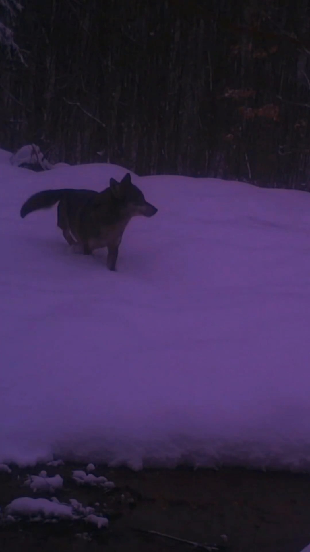 Yaban Hayvanları Küre Dağları Milli Parkı'nda Görüntülendi 13