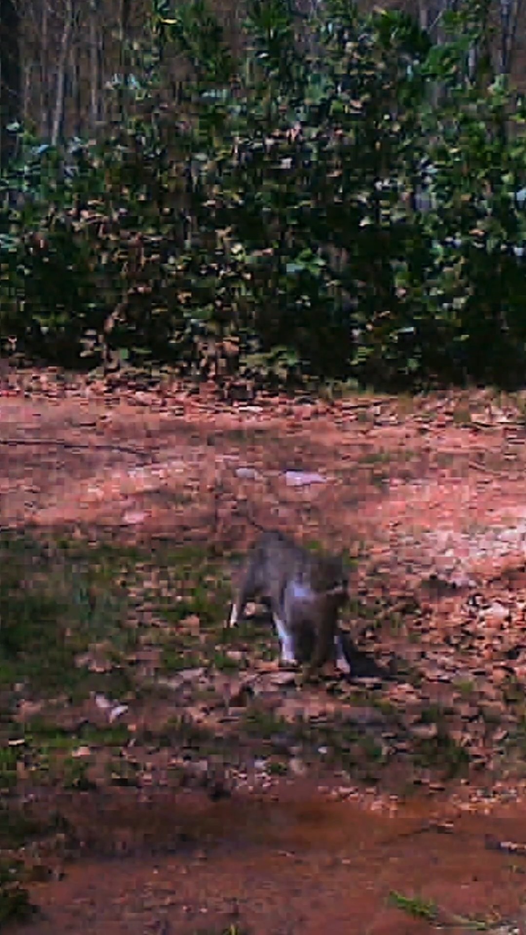 Yaban Hayvanları Küre Dağları Milli Parkı'nda Görüntülendi 14