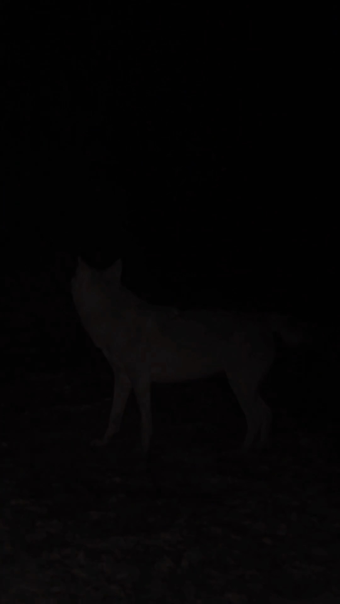 Yaban Hayvanları Küre Dağları Milli Parkı'nda Görüntülendi 88