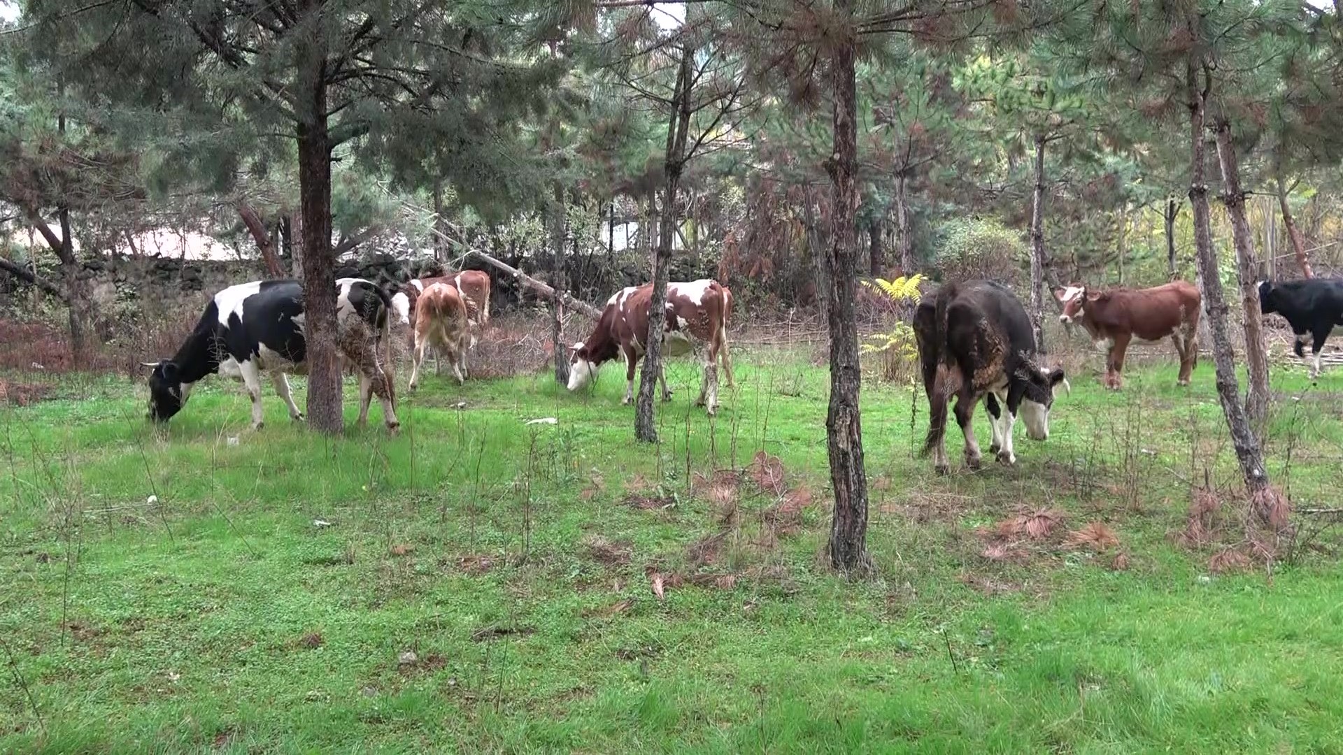 Yaşlı Çiftçinin Evi Yandı Biriktirdiği Paralar Ve Eşyaları Küle Döndü 4