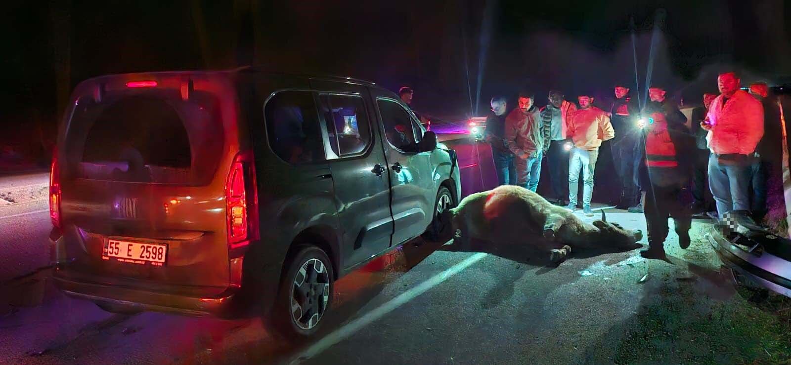 Yola Çıkan Dana Kazaya Sebep Oldu 3 Kişi Yaralandı 6