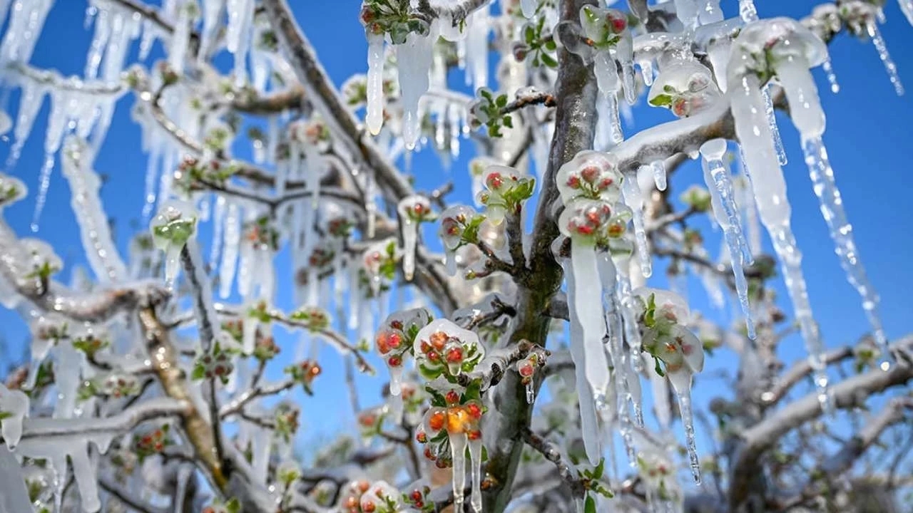 Zirai Don Yeni Tehlike Tarım