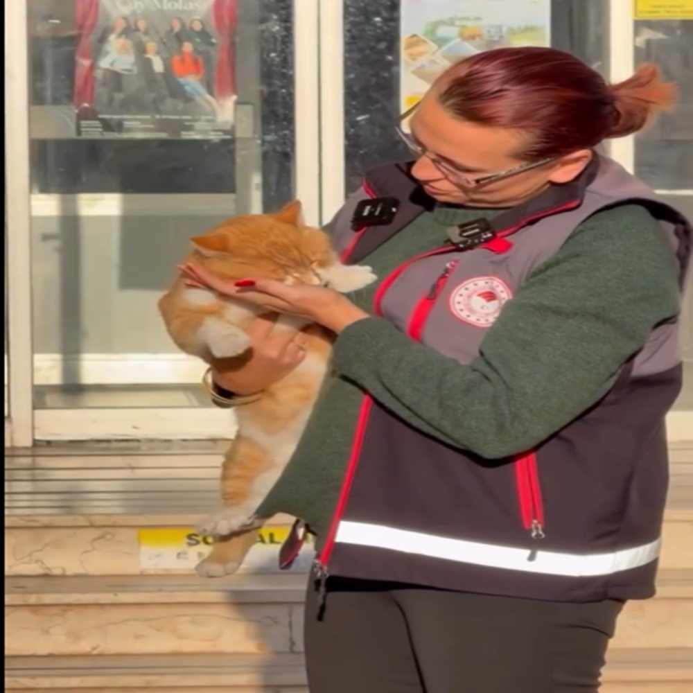 Bartın Kastamonu Kayıp Kedi (2)