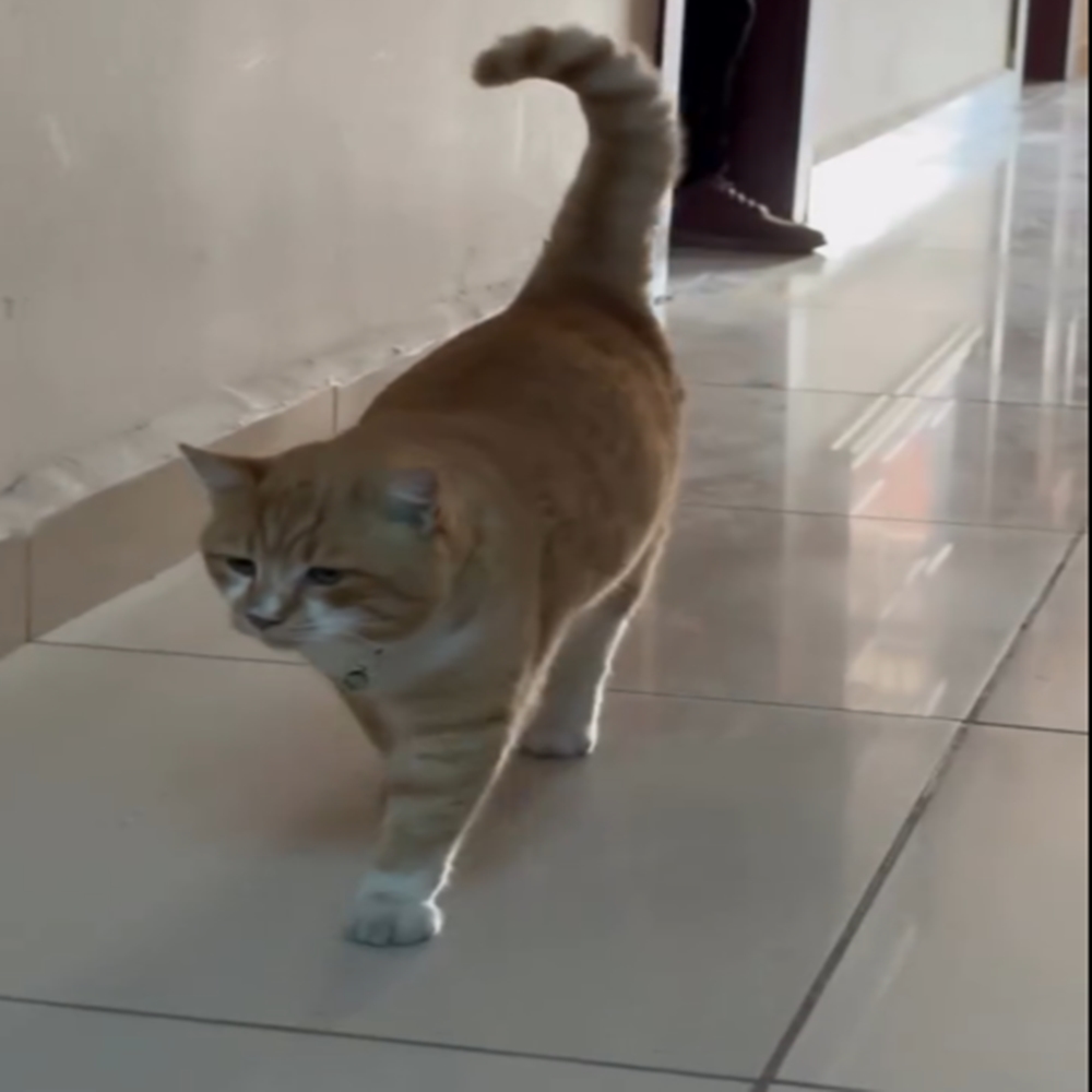 Bartın Kastamonu Kayıp Kedi (4)