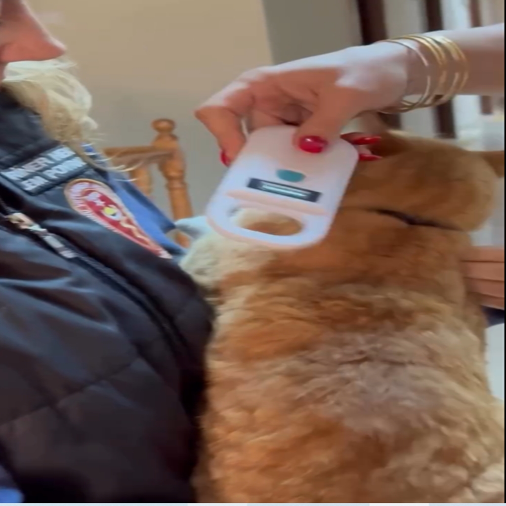 Bartın Kastamonu Kayıp Kedi (5)