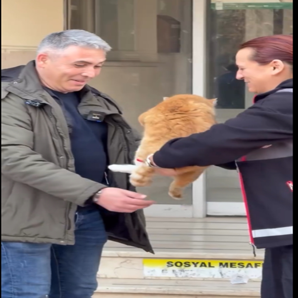 Bartın Kastamonu Kayıp Kedi (7)