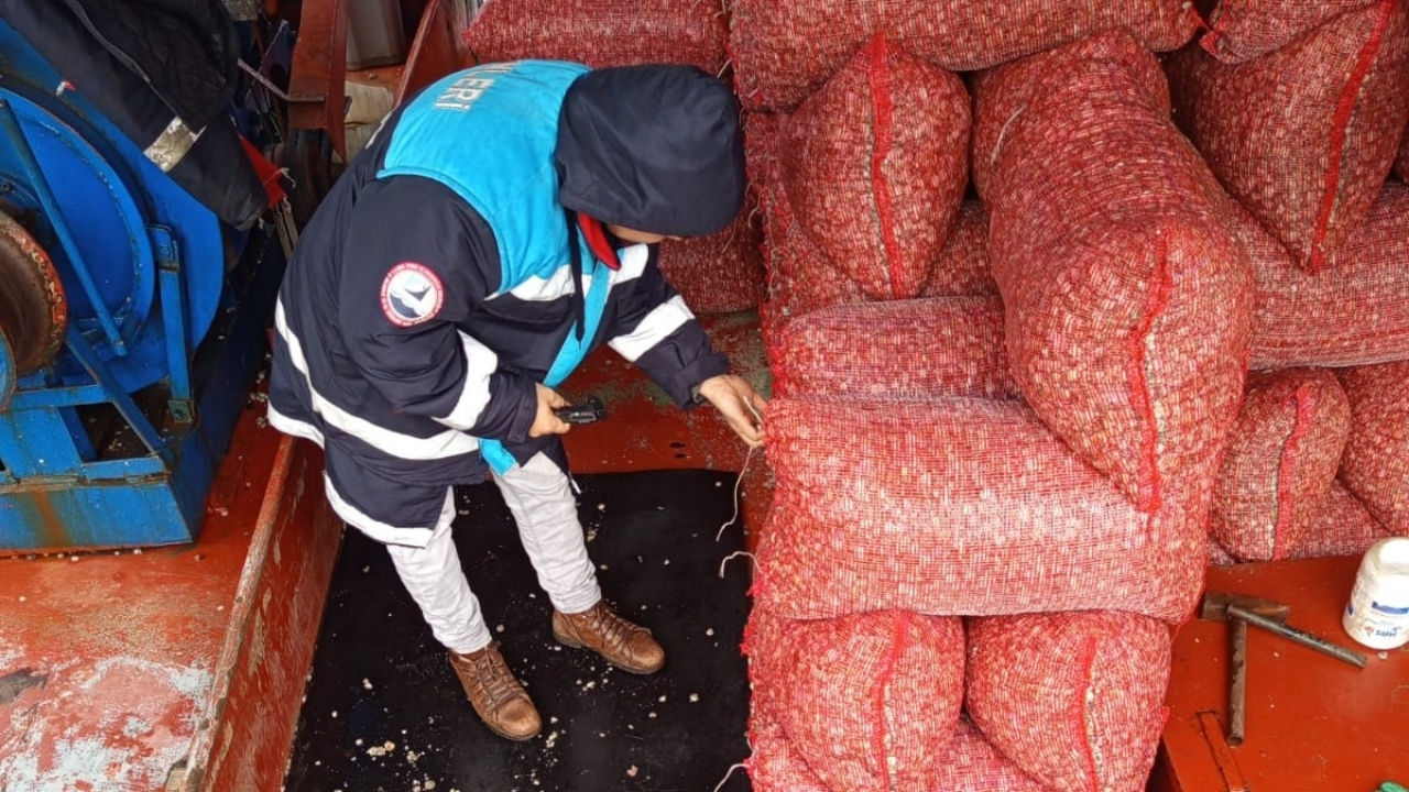 Beyaz Kum Midyesi (1)