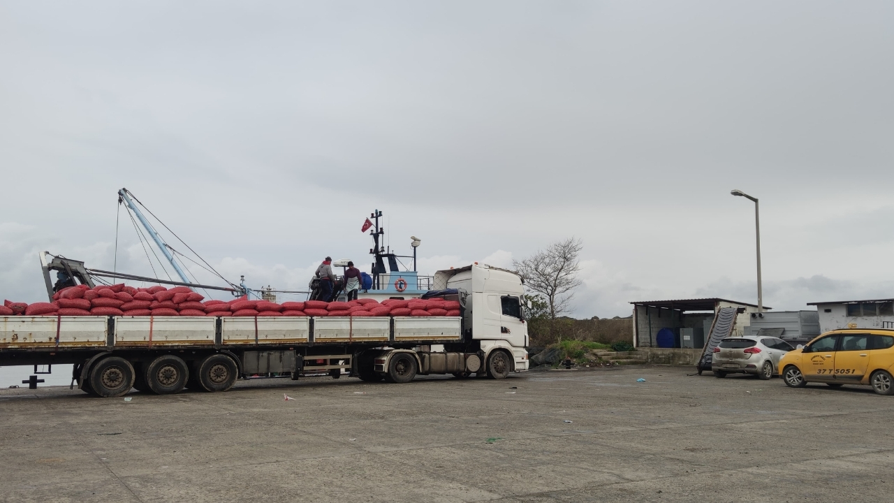 Beyaz Kum Midyesi (3)