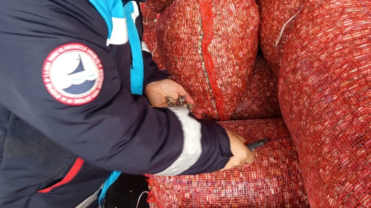 Beyaz Kum Midyesi (4)