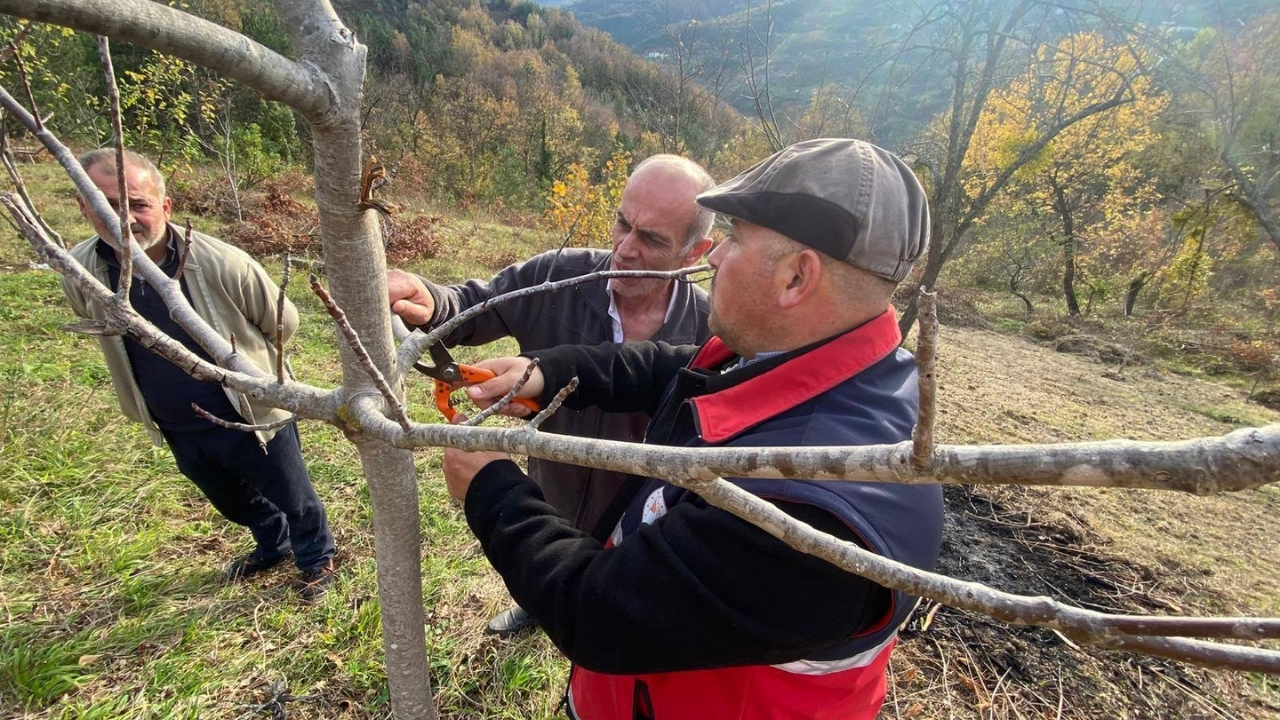 Çatalzeytin’de Çiftçilere Budama Ve Fide Eğitimi Verildi (3)