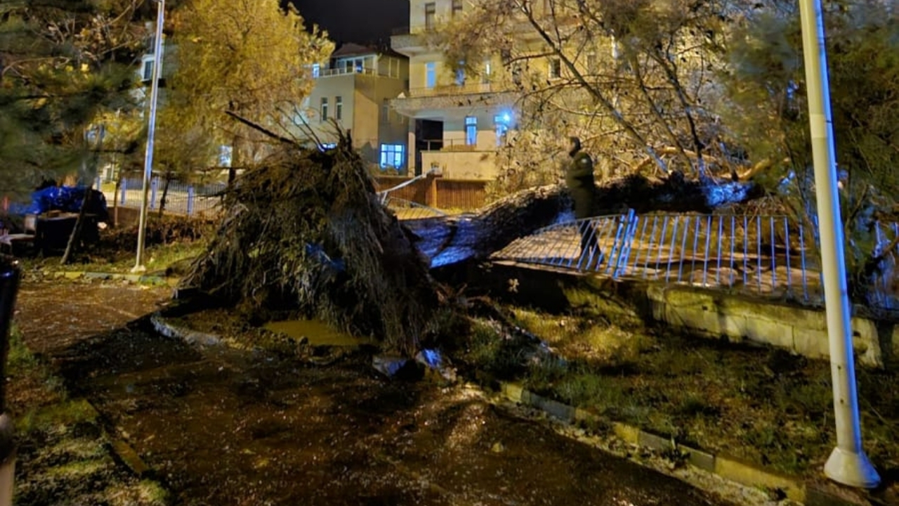 Cide’de Facia Ucuz Atlatıldı Ağaç Yola Devrildi (1)