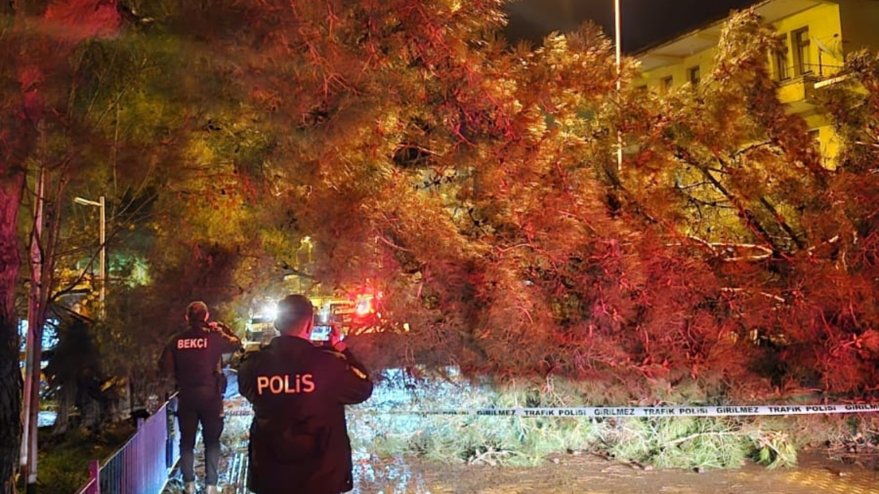 Cide’de Facia Ucuz Atlatıldı Ağaç Yola Devrildi (2)