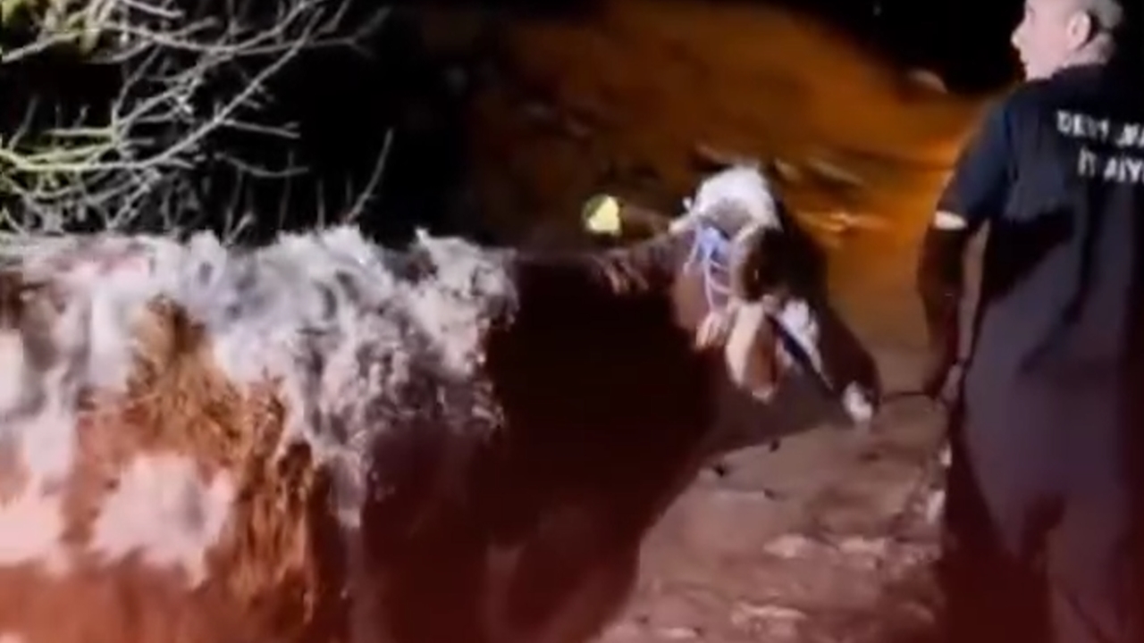 Devrekani Fosiftik 4