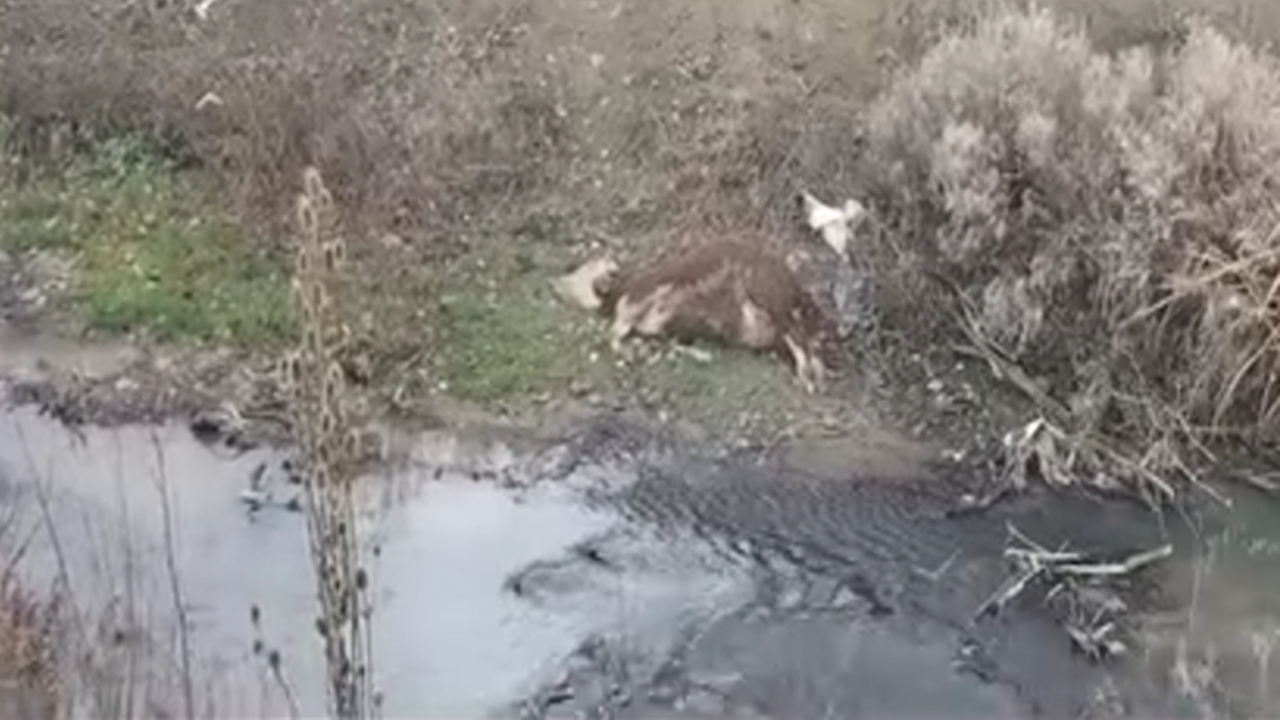 Devrekani Inek Ölüsü