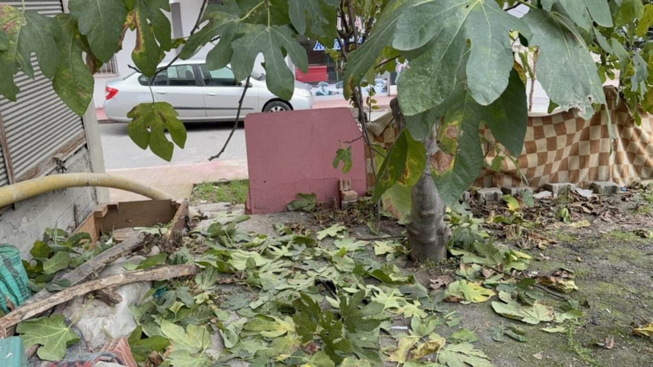 İncir Ağacı Ölümden Aldı 3. Kattan Düşen 63 Yaşındaki Adam Kurtuldu (3)