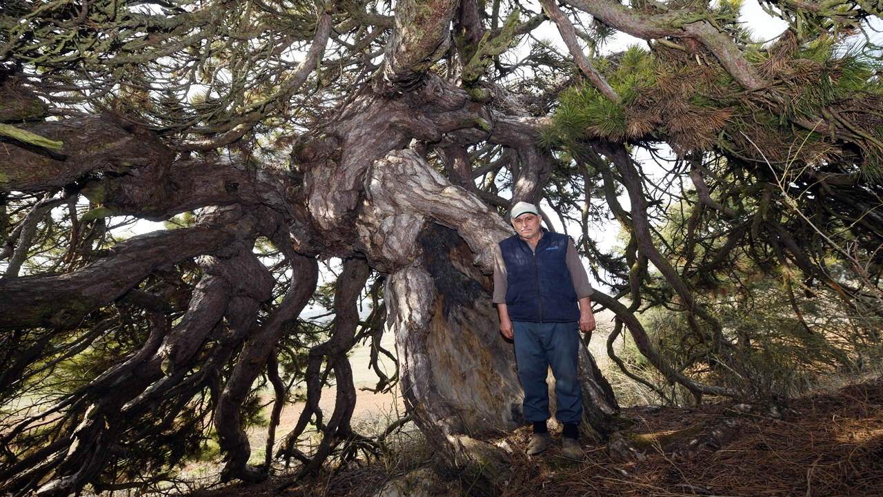 Kastamonu Anıt Ağaç (4)