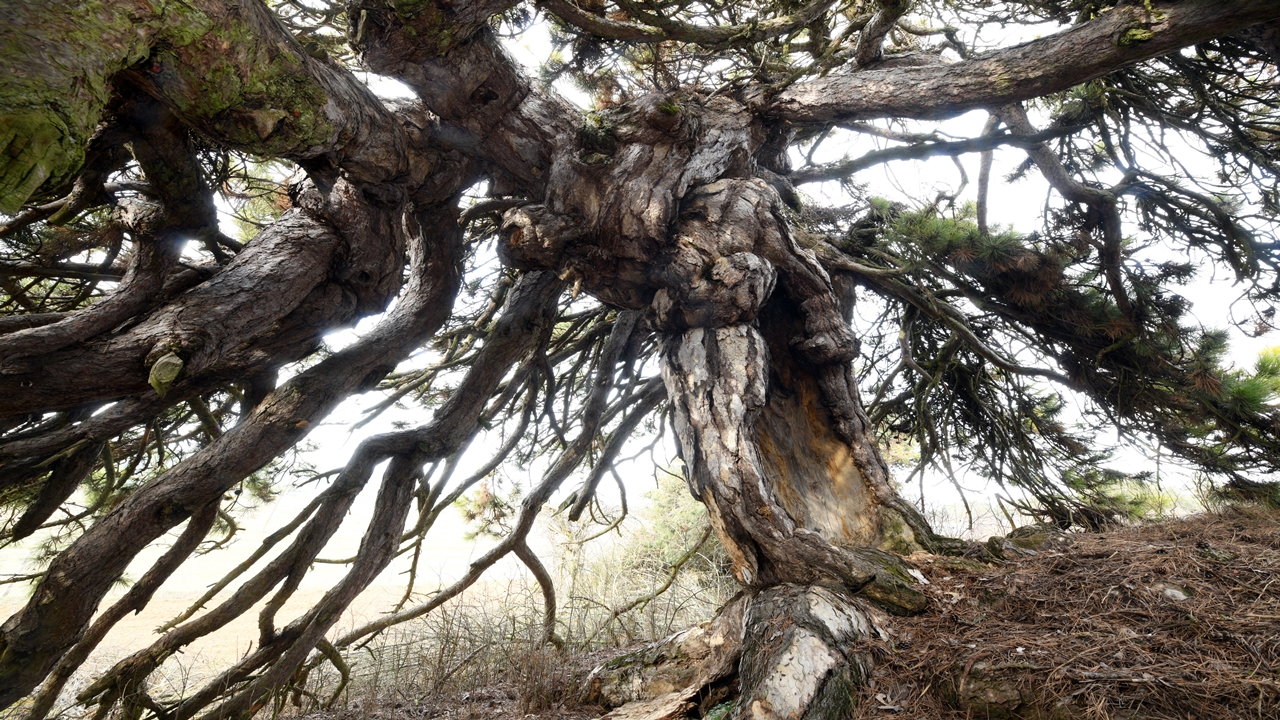 Kastamonu Anıt Ağaç (5)