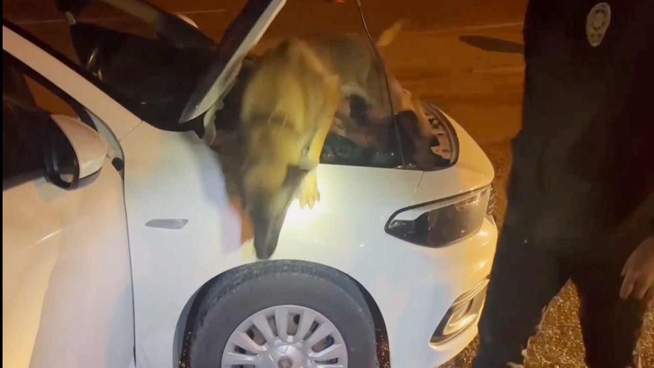 Kastamonu Emniyet Narkotik Suçlar (3)